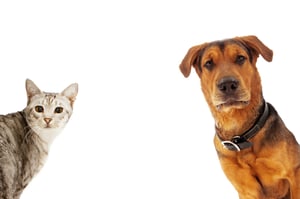 provider and payer adversaries